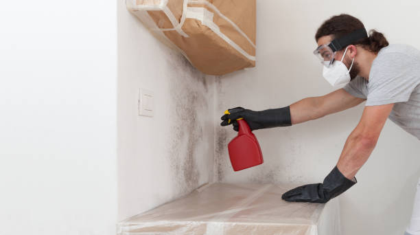 Professional Basement Mold Remediation technician working in Lincoln University, PA